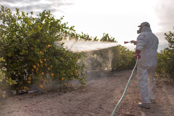 Best Pest Removal Services  in Fernandina Beach, FL
